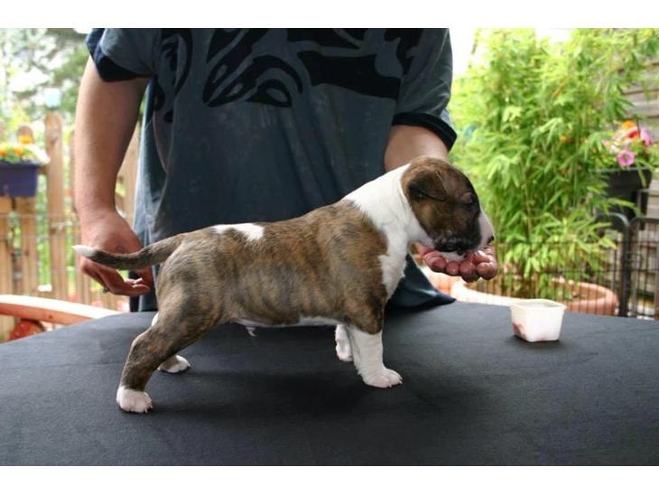 Bullterrier miniature Stubborn Head Danish Danymite aka Loco - 4 uger gammel billede 1