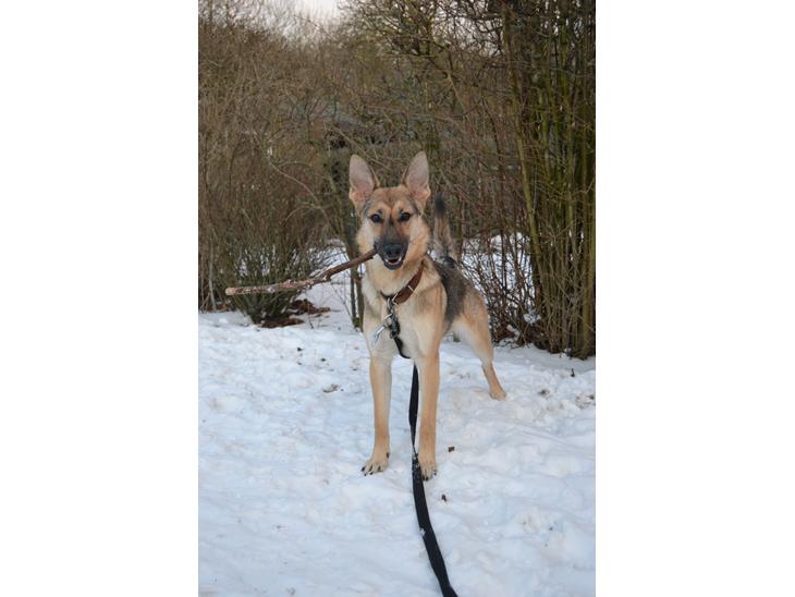 {{currentPhoto.altText}} billede {{currentPhoto.number}}