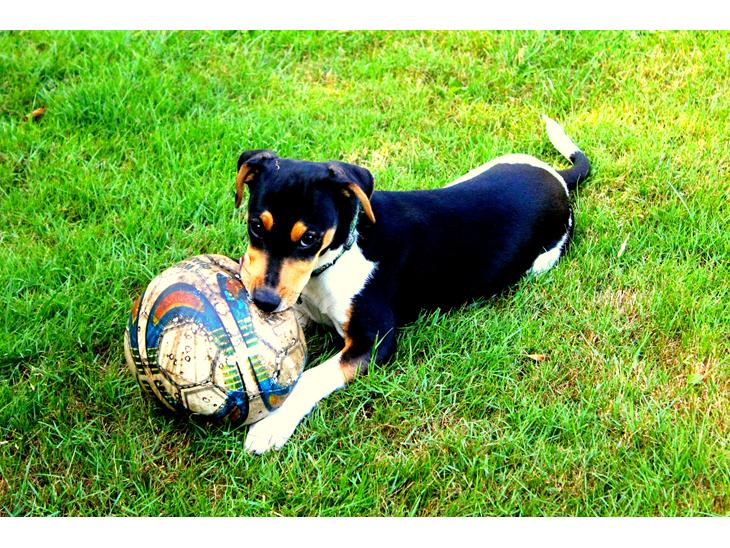 Dansk svensk gaardhund Otto billede 1