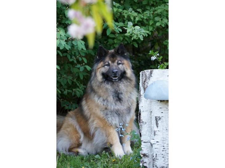 {{currentPhoto.altText}} billede {{currentPhoto.number}}