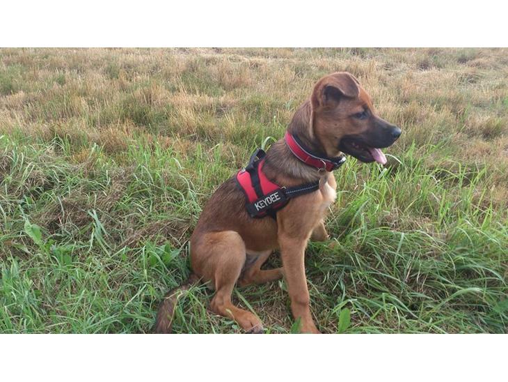 Blanding af racer Kaydee <3 - 16 uger billede 1