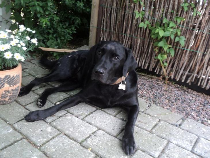 Labrador retriever King billede 4