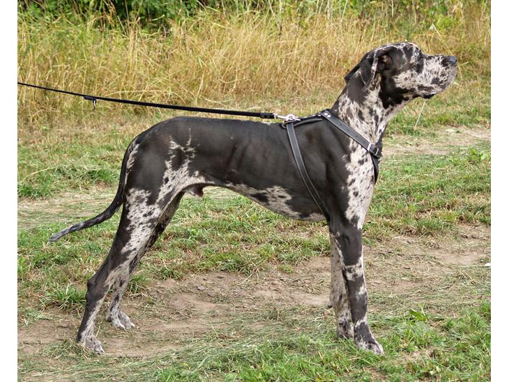 Grand danois Alvin billede 1