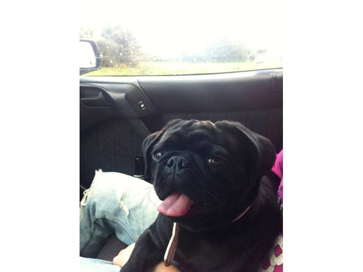 {{currentPhoto.altText}} billede {{currentPhoto.number}}