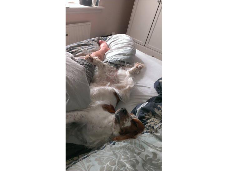 Welsh springer spaniel Flicka † - Velkommen til Flicka's profil. :o)<3

Taget d.26-06-13 billede 1
