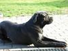Cane corso Charlie