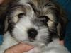 Coton de tulear Noah