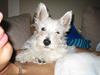 West highland white terrier Frode