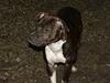 Amerikansk staffordshire terrier Loui   R.I.P