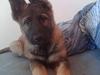 Schæferhund Schæferhaven Alma