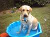Labrador retriever Balou (RIP)