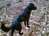 Labrador retriever Basse
