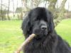 Newfoundlænder Baloo