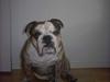 Engelsk bulldog Mojo  * R.I.P. * :´( 