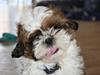 Shih tzu Kalle