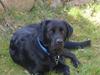 Labrador retriever Piratos