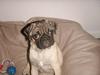 Mops Anton