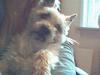 Cairn terrier Mads