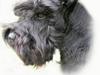 Dvaergschnauzer Laban