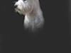 Dvaergschnauzer Egon