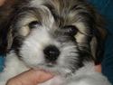 Coton de tulear Noah