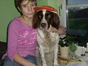 Engelsk springer spaniel Bailey