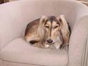 Saluki Kayla