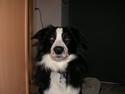 Border collie Blade