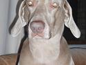 Weimaraner Nanna - død december 2008
