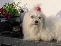 Coton de tulear Pixi
