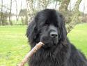 Newfoundlænder Baloo