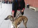 Galgo español Alba