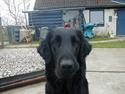 Flat coated retriever Lucky