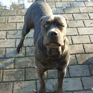 Cane corso Charlie