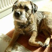 Border terrier Lutra´s Dream-Skipper