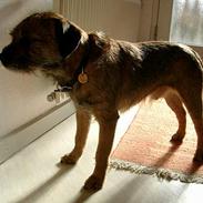 Border terrier Lutra´s Dream-Skipper