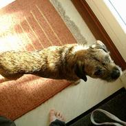 Border terrier Lutra´s Dream-Skipper