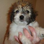 Coton de tulear Noah