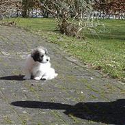 Coton de tulear Noah