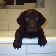 Labrador retriever Zuma