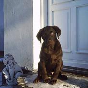 Labrador retriever Zuma