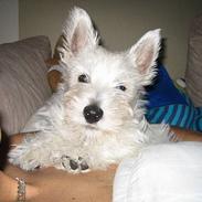 West highland white terrier Frode