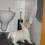 West highland white terrier Frode