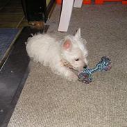 West highland white terrier buster