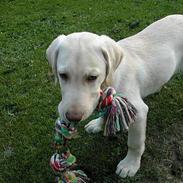 Labrador retriever Balto