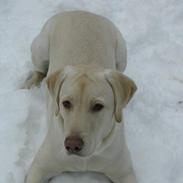 Labrador retriever Balto