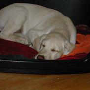 Labrador retriever Balto