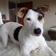 Jack russell terrier Druestrups Hildur "Dina"