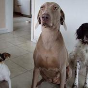 Jack russell terrier Druestrups Hildur "Dina"