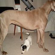 Jack russell terrier Druestrups Hildur "Dina"